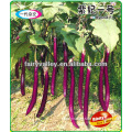 Hybrid Long Purple Eggplant Seeds-Purple Princess No.1